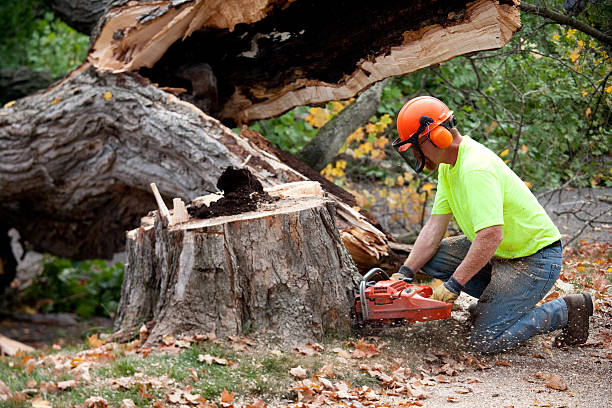 Why Choose Our Tree Removal Services in Pflugerville, TX?